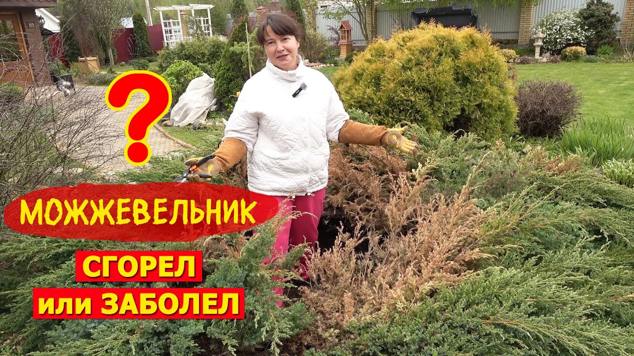 МОЖЖЕВЕЛЬНИКИ после ЗИМЫ. Сгорели или заболели Как и чем помочь