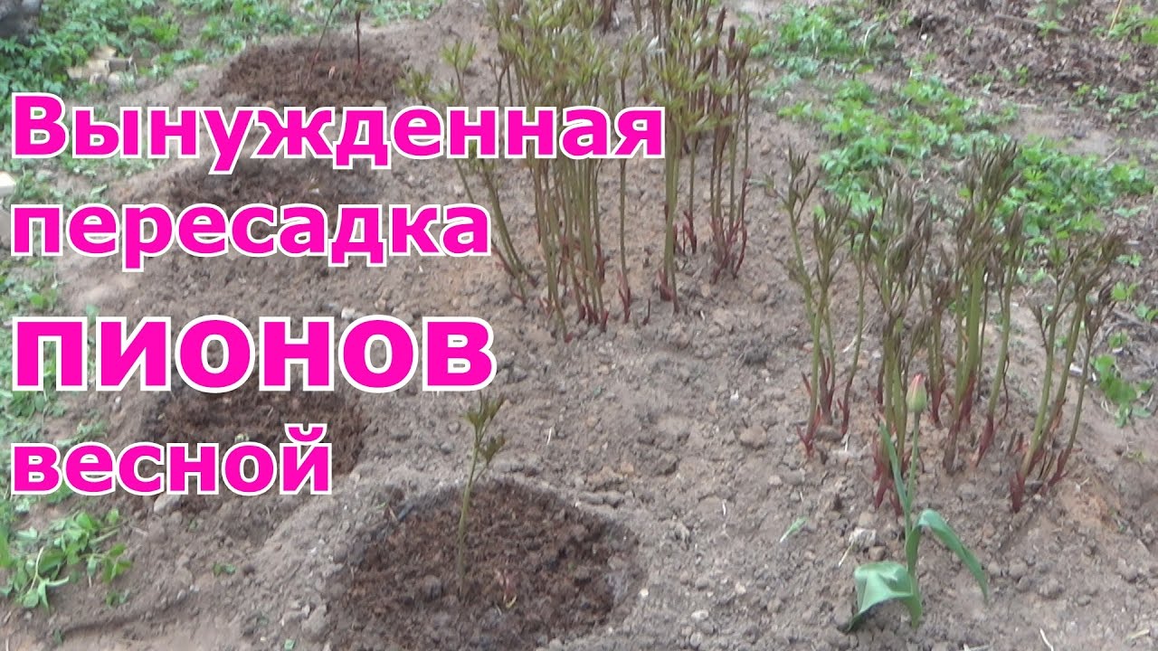 Весенняя пересадка пионов. Что сделать чтобы сохранить кусты пионов