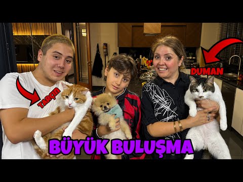 CİROYU KEDİLERİMİZLE BULUŞTURDUK !! BÜYÜK BULUŞMA