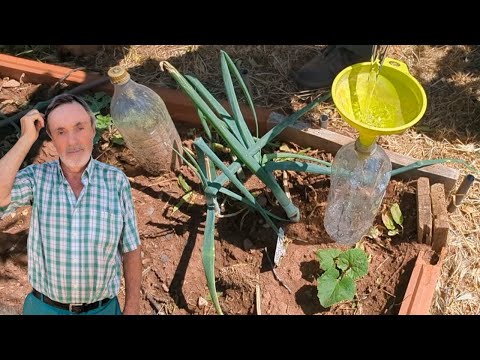 TÉCNICA PARA NO REGAR DURANTE UNA SEMANA LAS PLANTAS en verano