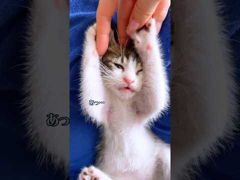 噛みつき子猫の口を咥えて反撃した結果が可愛すぎたwww【預かり保護猫】