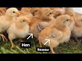 Identifying Male and Female Chicks