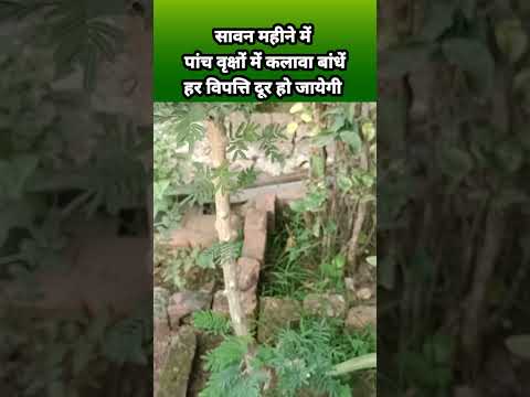 सावन महीने में पांच वृक्षों में कलावा बांधें हर विपत्ति दूर हो जायेगी | kaushik ji Maharaj
