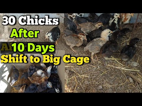 30 Chicks after 10 days Shifted to Big Cage | चूजों को 10 दिन बाद बड़े पिंजरे में डाले