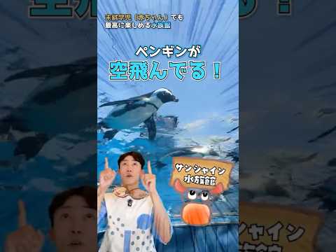 猫の動画サムネイル - 未就学児といく水族館なら絶対ココ！！ #水族館 #おでかけ