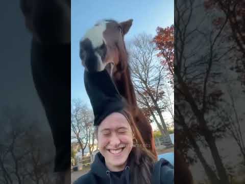 Funny horse 🐴 #horse #funny #funnyanimal #horselover #funnyvideo