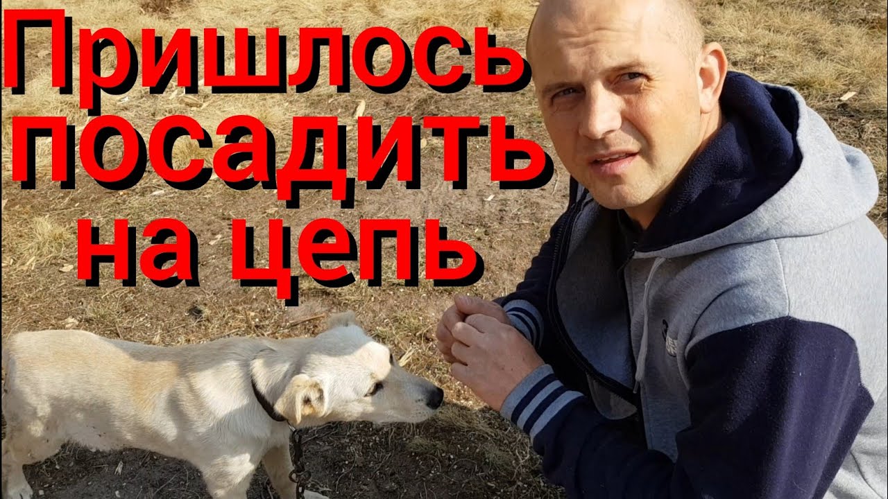 Берёзовый квас. Зачем нам бочки? Почему Найда на цепи? Новые старые стулья.
