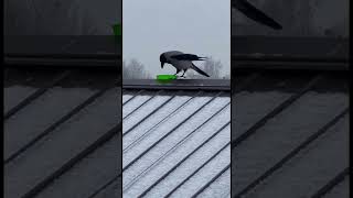 Karma Crow's Instant Snow Sledding Fun! ❄️ #karma #crowfun #shorts