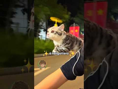 🐱 L'eligattero