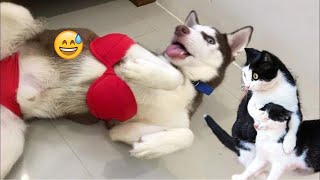 Funny Dogs And Cats Videos 2024 😅 - Best Funniest Animal Videos Of The week #24