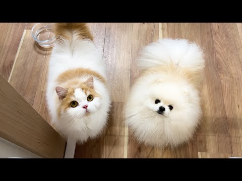 仕事をしてたら猫と犬が協力して必死に訴えてきました！