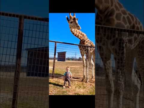 FUNNY AND CUTE🤣🤣🤣#animals #cute