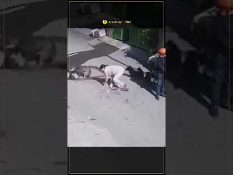 CHÚ CHÓ CAN ĐẢM
