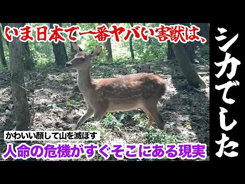 いま日本で一番ヤバい害獣は、シカでした！
