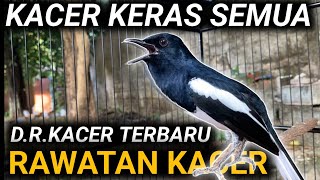 HADIR .... SAYA LAGI MERAWAT KACER YANG FIGHTER SANGAT TINGGI SULIT RONTOK BULU