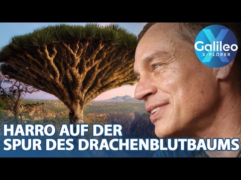 Expedition Naher Osten: Harro Füllgrabe und das Rätsel der Drachenblutbäume