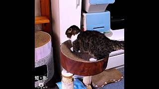 動画サムネイル