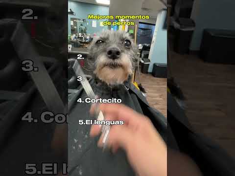 Mejores Momentos de Perros Pt2