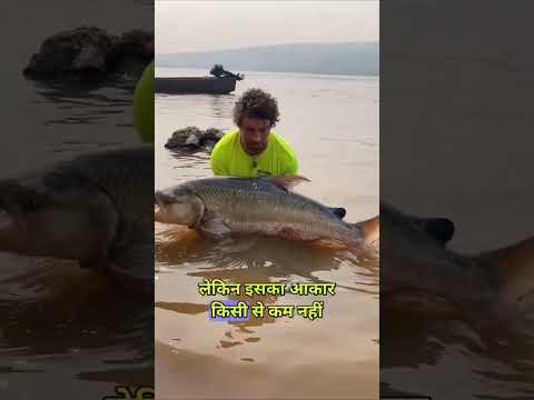 इस मछली के पास है नुकीले खतरनाक दांत #dpthefacts #goliath #fish #tigerfish #hindi #shorts #shorvideo