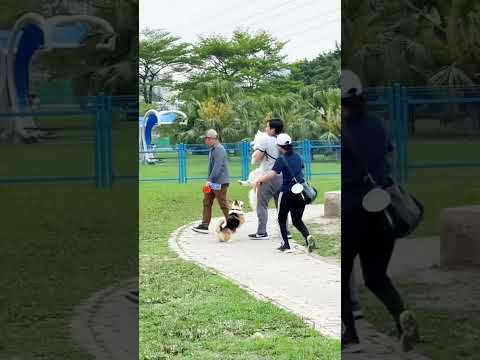 This Adorable Dog Faced a Scary Surprise at the Park