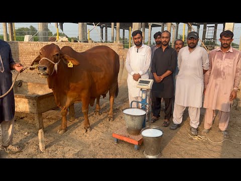 Pure Red Gold Sahiwal Cow Full Milking at Sheikh Ismail Dairy and Cattle Farm