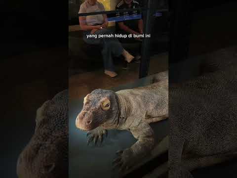 Definisi night at the museum😨 #dinosaurus #naturalhistorymuseum