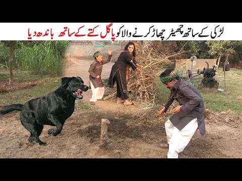 Pagal Kuta || Number Daar || || Helmet Chamkila Gulabo | Top Punjabi comedy | Funny Clip | Chal Tv