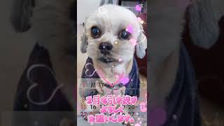 #2月#カレンダー#引き続きよろしくお願いいたします #わんこ チャコちゃん#チョコレート