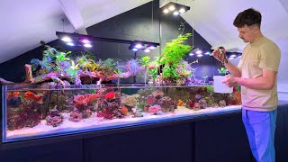 My Saltwater Paludarium is Evolving in Incredible Ways!