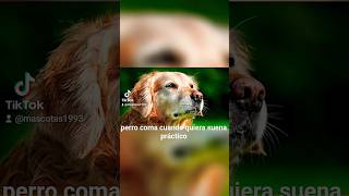 Plato de comida lleno para mi perro? #mascotas #perros
