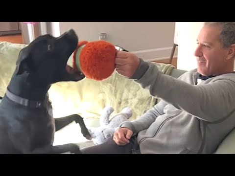 Rescue dog lights up when grandpa brings a toy