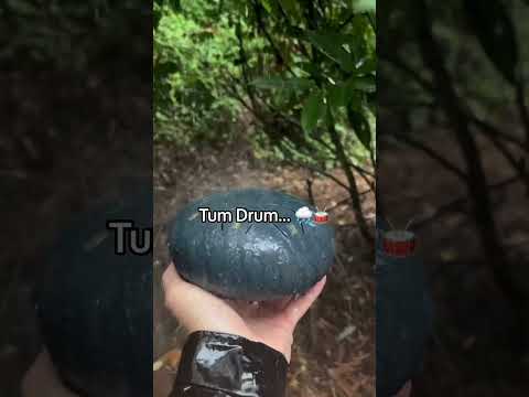 Which one is better?? 🤔 #nature #drums #instrument #relaxing #meditation #garden #outdoors