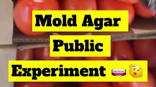 Mold Agar Public Experiment 🧫🫨