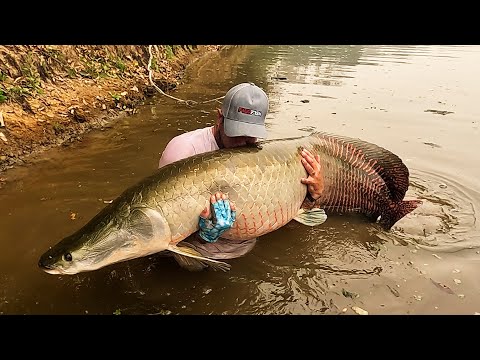 Pesca de Los paiches gigantes en selva boliviana…