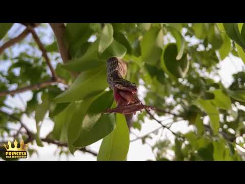 Leptodeira se alimentando de uma perereca