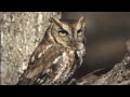 Animal Identification and Characteristics