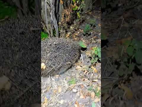 Здравствуй ёжик #ёжик #hedgehog #shorts