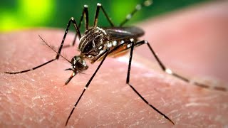 दिल्ली में भारी बारिश के चलते जुलाई में मलेरिया का 10 साल का रिकॉर्ड टूटा | Malaria Cases in Delhi