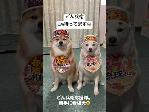 話題のどん兵衛わんこが登場！癒しとユーモア満載の柴犬動画 サムネイル