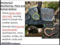 Weathering Processes and Effects