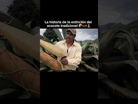 La extinción del acocote🥐🥬❌crd:michel duhart🎥 #ranchlife #agriculture #plants #maguey #farmer