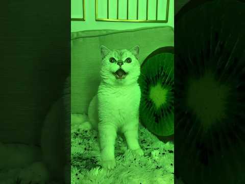 When the mistress ate the pot soil in front of Chinki #shorts #shortsfeed #viralshorts #cat