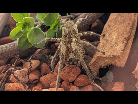 Nosferatu-Spinne im Terrarium bei Tag und Nacht 06/2025