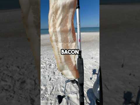 Fishing with BACON!  #fishingvideo #saltwaterfix #fishing