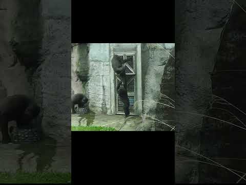 Silverback Gorilla D