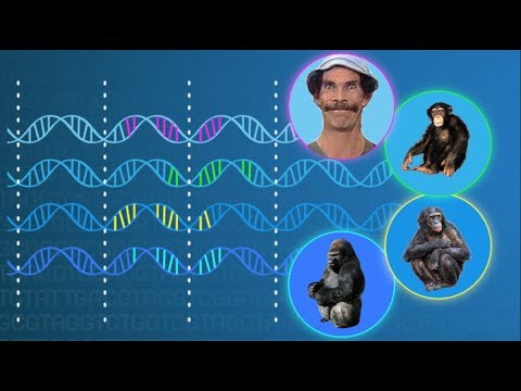 ¿Cómo sabemos que la evolución está ocurriendo?