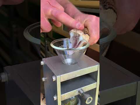 Bushmaster venom extraction in slo-mo. Lachesis muta #venomous #snake #lachesis #reptile