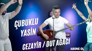 Çubuklu Yasin Cezayir - Dut Ağacı #aşkprodüksiyon #çubukluyasin #cezayir #dutagaci #oyunhavaları