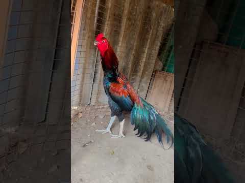 #aseellovers#viral#shorts#yt#fighter#cock#petlovesubscribe#seval irundha subscribe pannunga #aseel