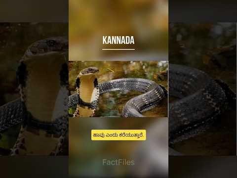 King cobra | #kingcobra #sanke #kannadainformation